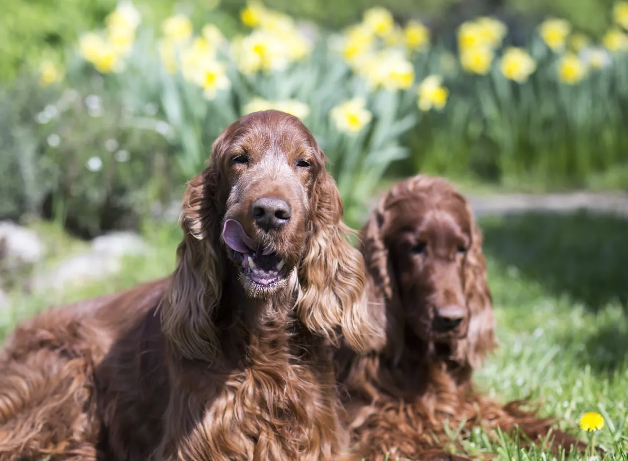 Irish Setters